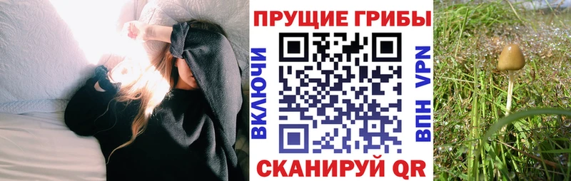 Псилоцибиновые грибы Psilocybe  mega ссылка  Туринск 